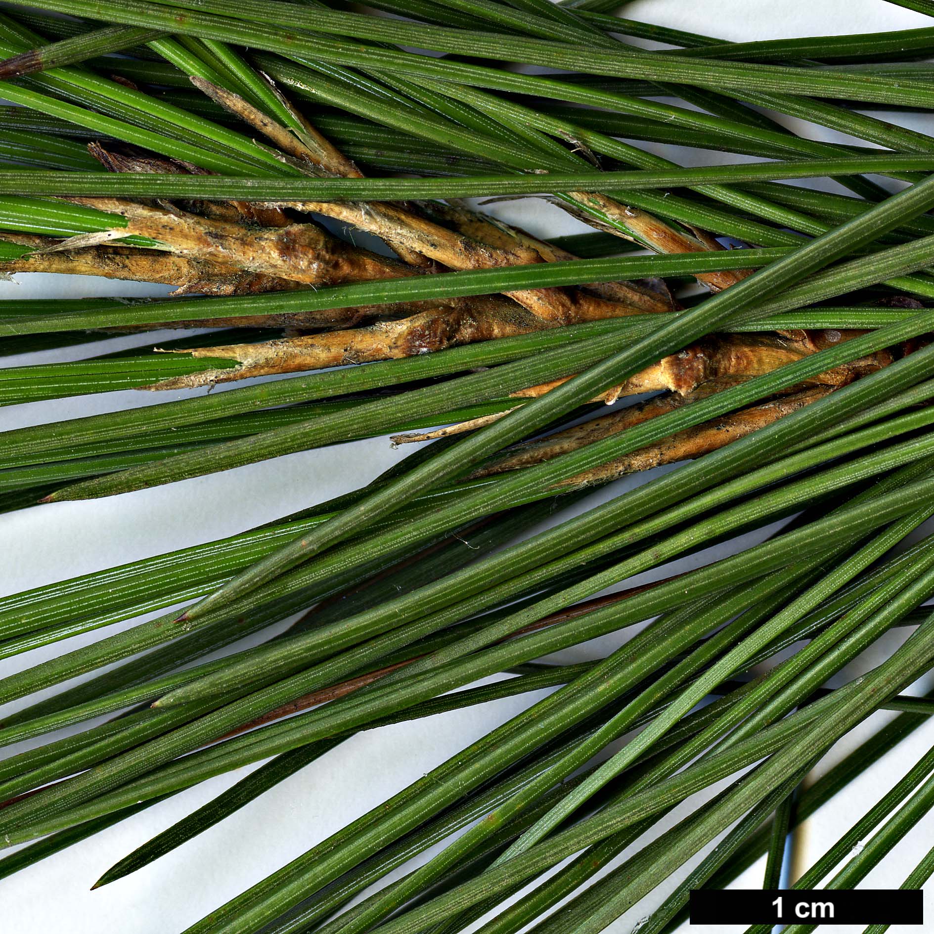 High resolution image: Family: Pinaceae - Genus: Pinus - Taxon: gerardiana 